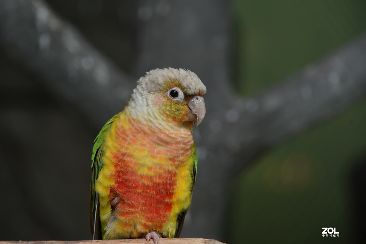 【凤梨小太阳鹦鹉】