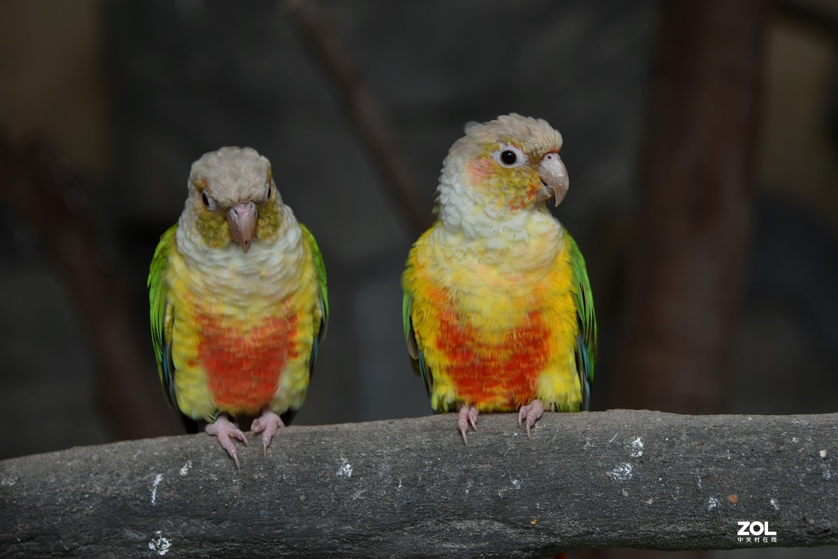 【凤梨小太阳鹦鹉】