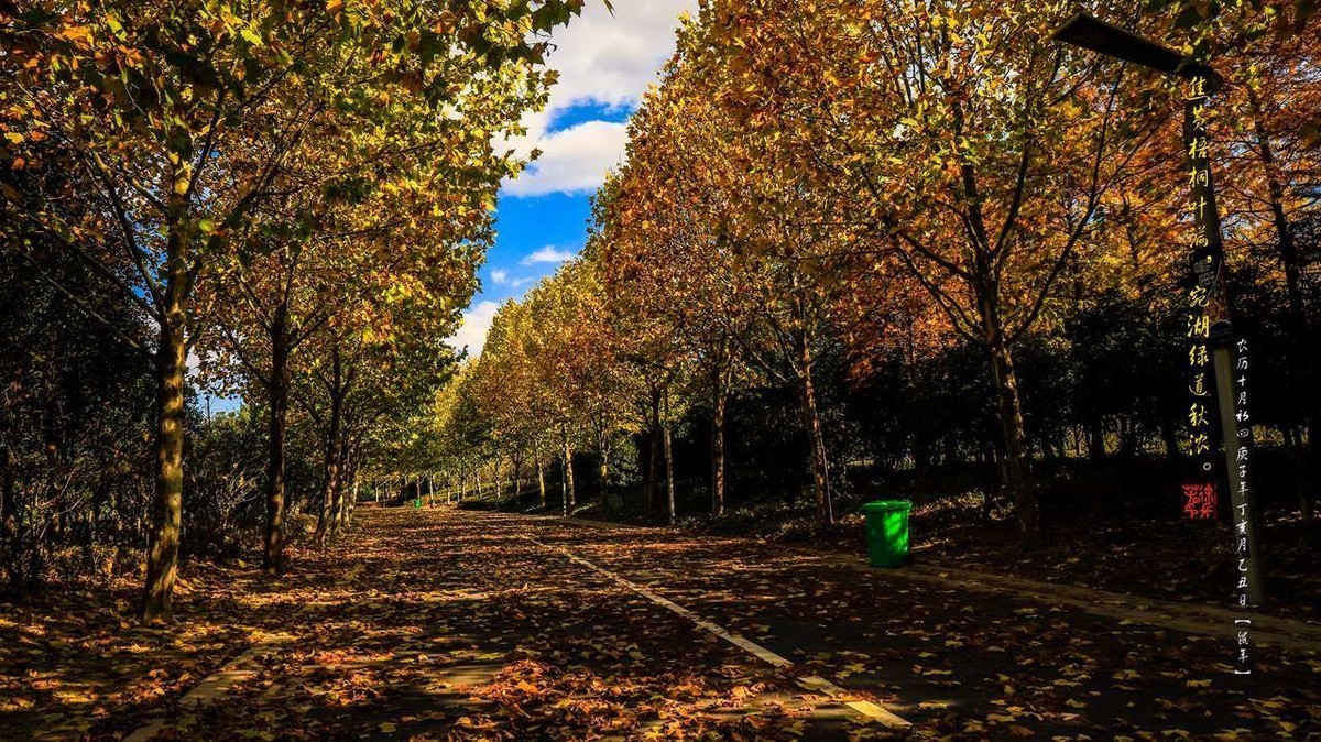 焦黄梧桐叶满，宛湖绿道秋浓。