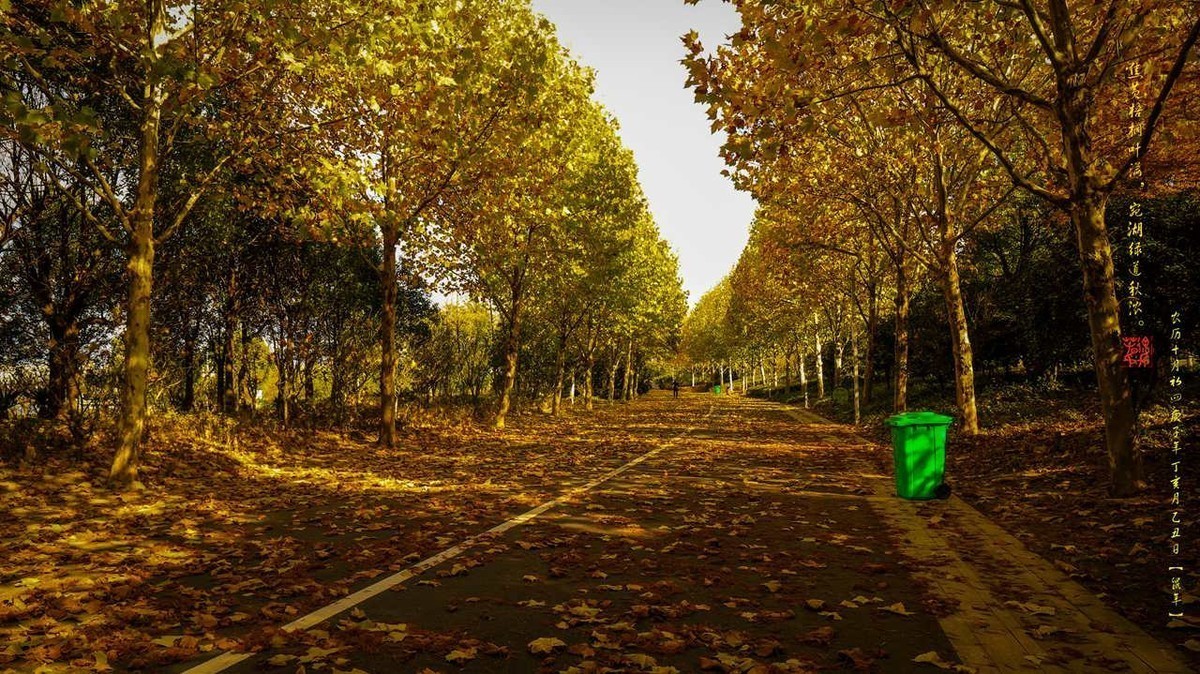 焦黄梧桐叶满，宛湖绿道秋浓。