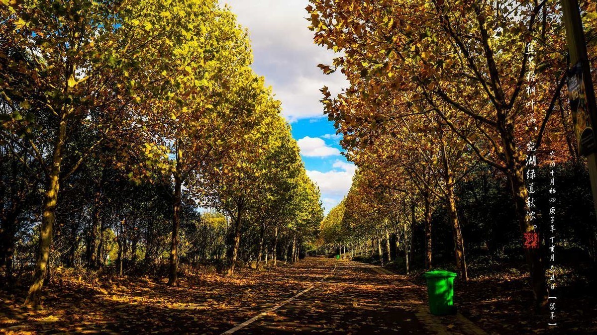 焦黄梧桐叶满，宛湖绿道秋浓。