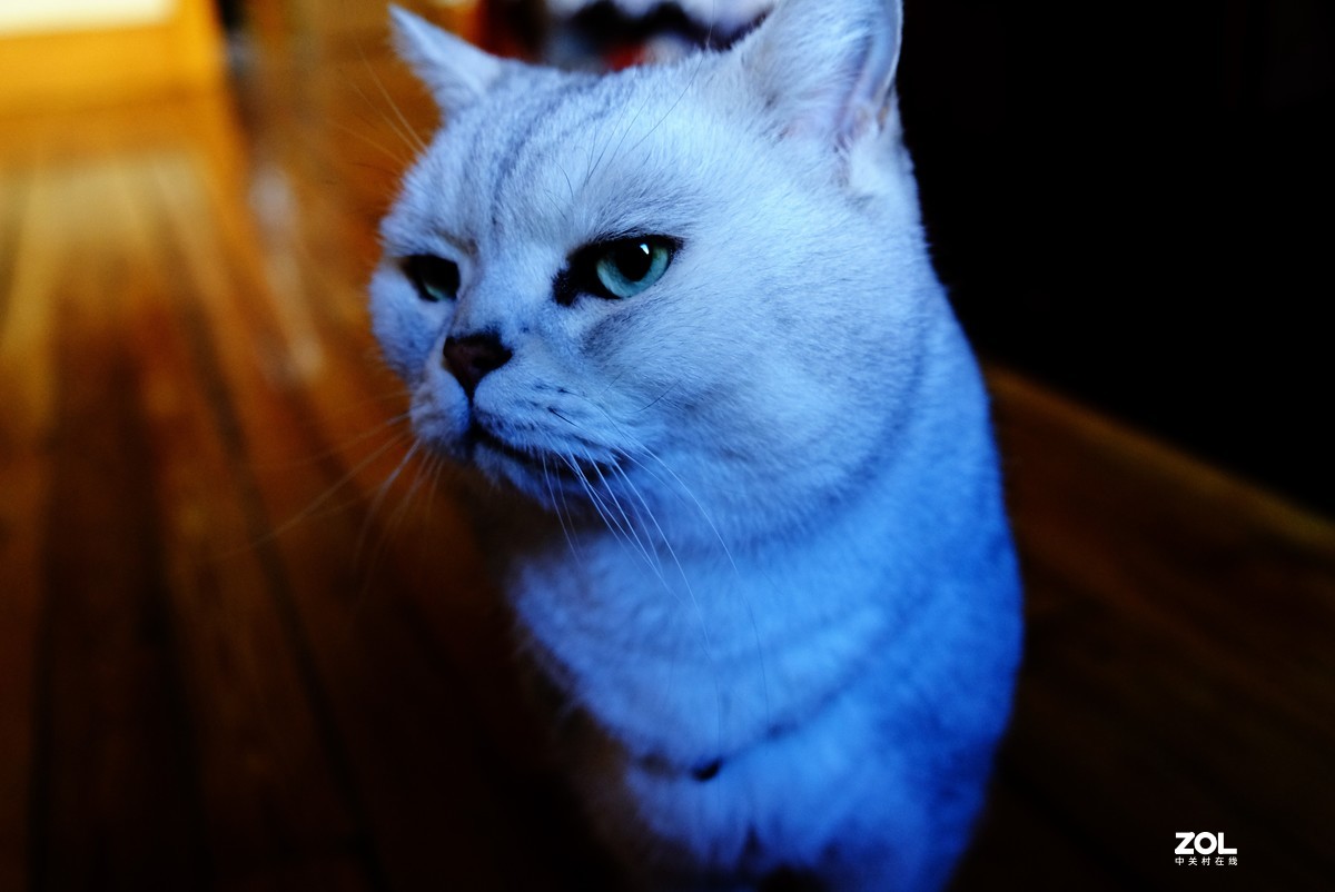 2021年俺家“立冬”大猫咪威武霸气……