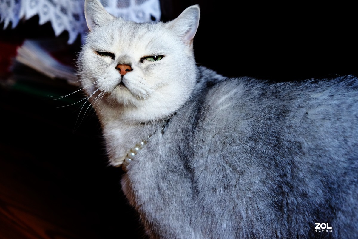 2021年俺家“立冬”大猫咪威武霸气……