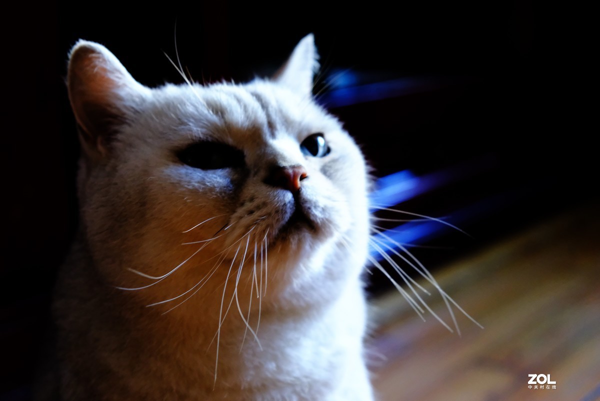 2021年俺家“立冬”大猫咪威武霸气……