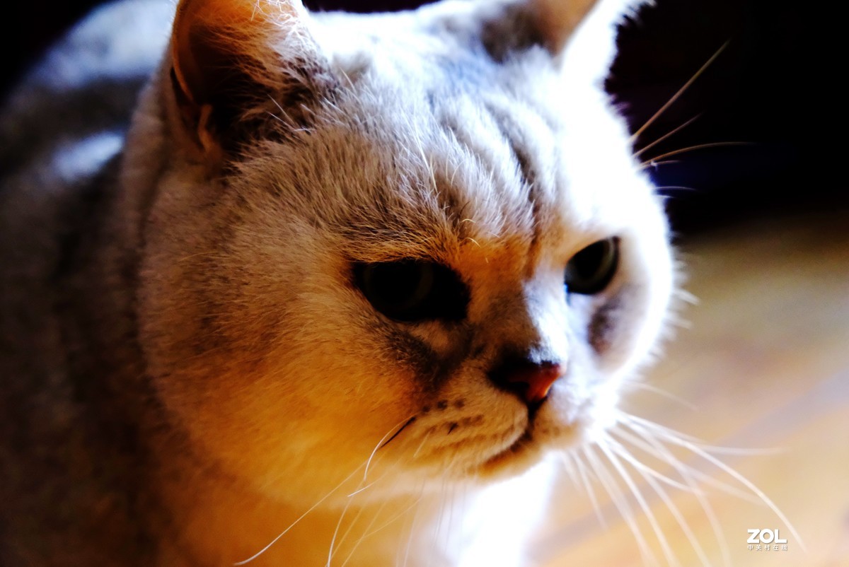 2021年俺家“立冬”大猫咪威武霸气……