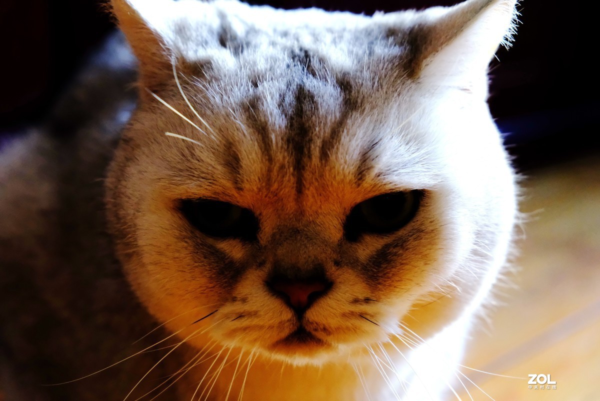 2021年俺家“立冬”大猫咪威武霸气……