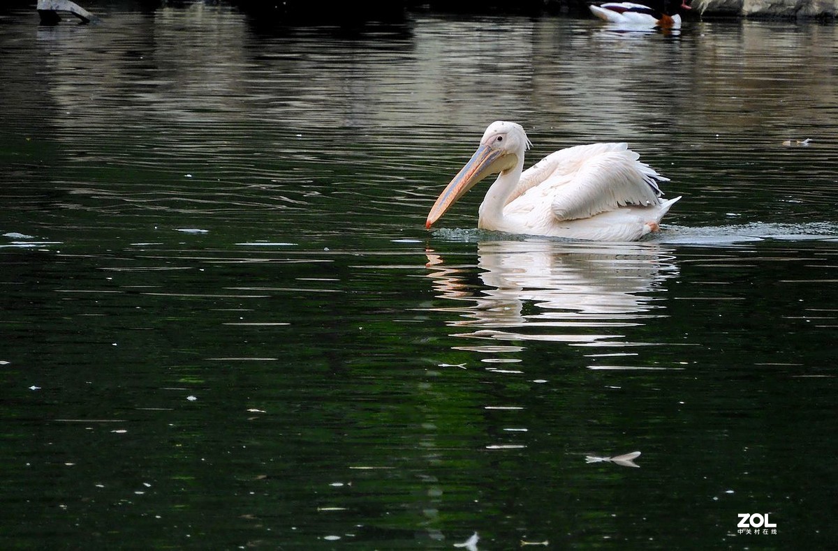 一 组 剃 鹕 --------。