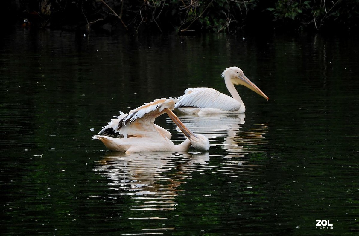 一 组 剃 鹕 --------。