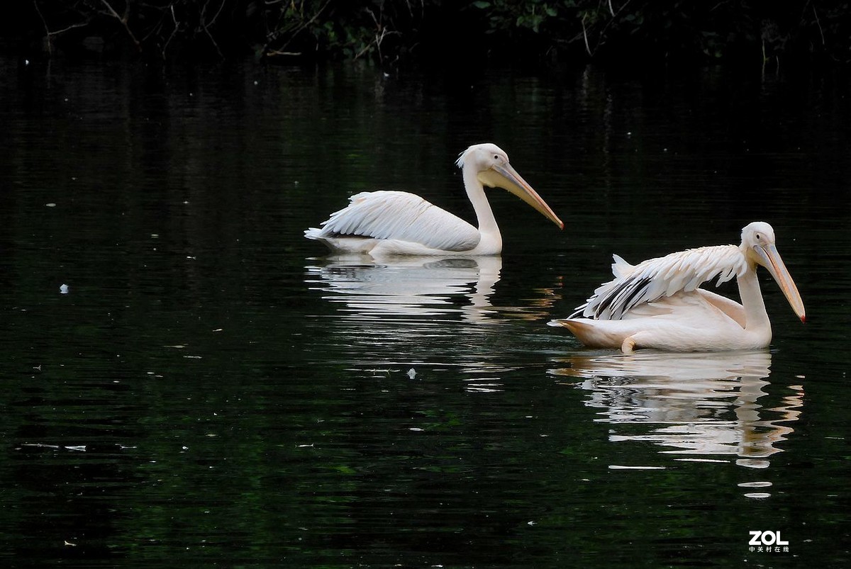 一 组 剃 鹕 --------。
