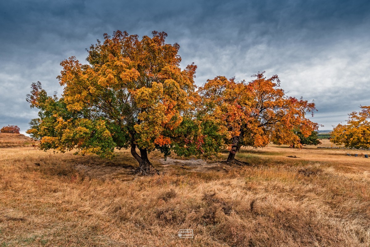代钦塔拉五角枫