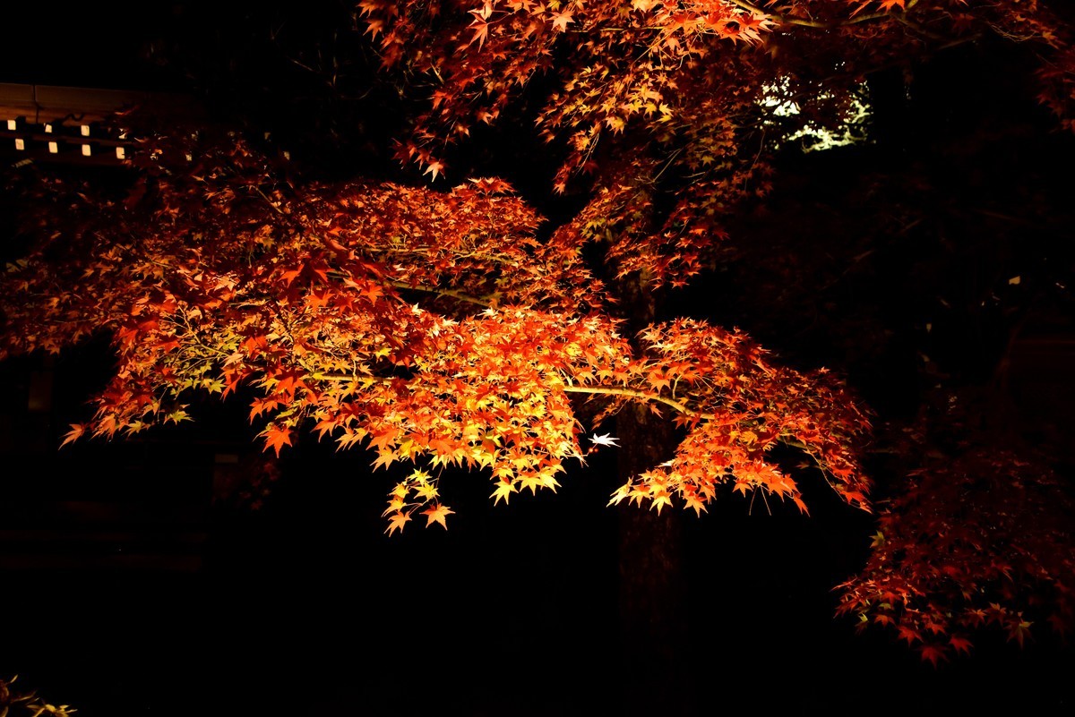 日本关西红叶狩——京都篇——南禅寺赏夜枫【1】-中关村在线摄影论坛