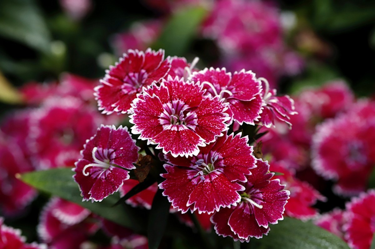 平平淡淡石竹花