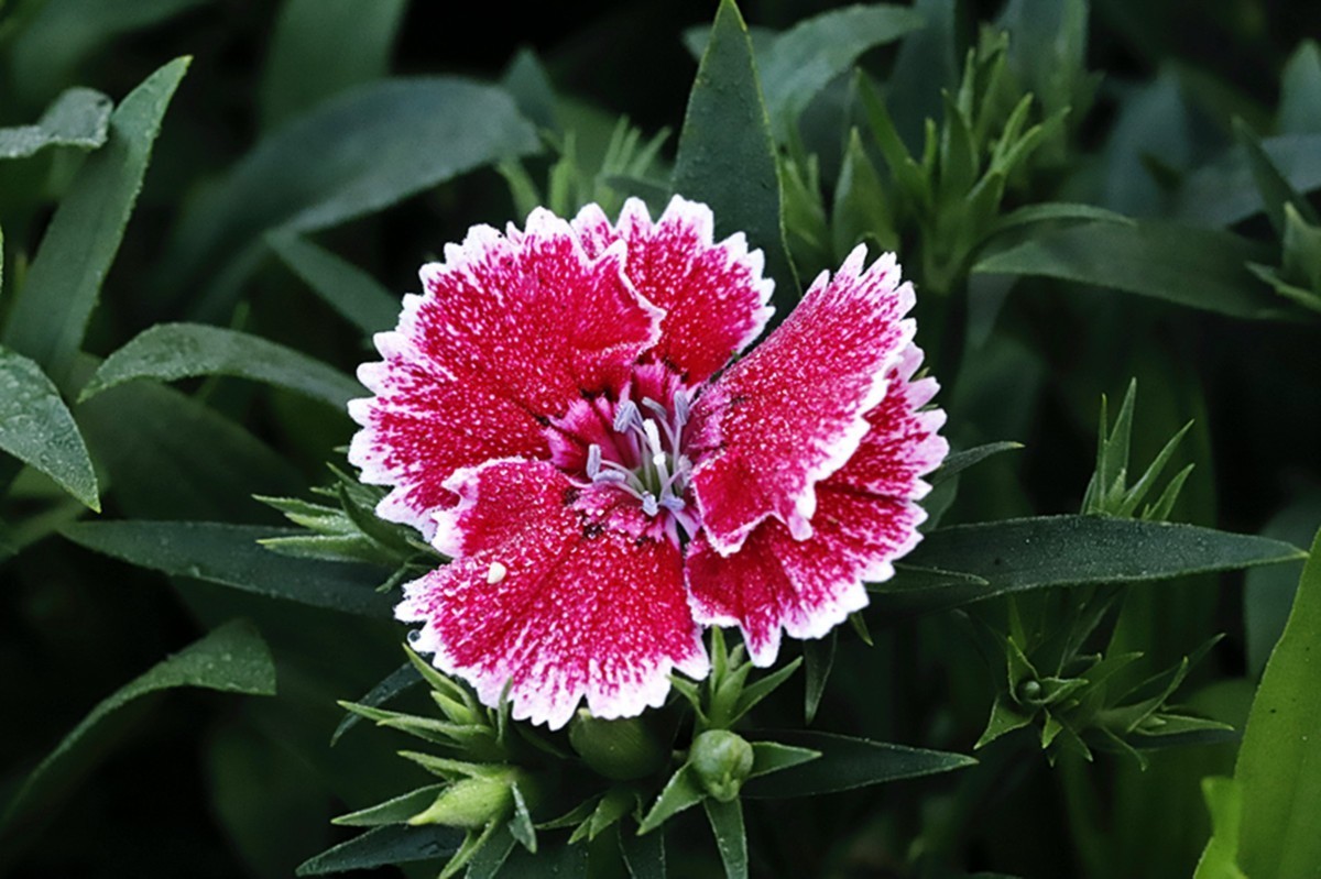 平平淡淡石竹花