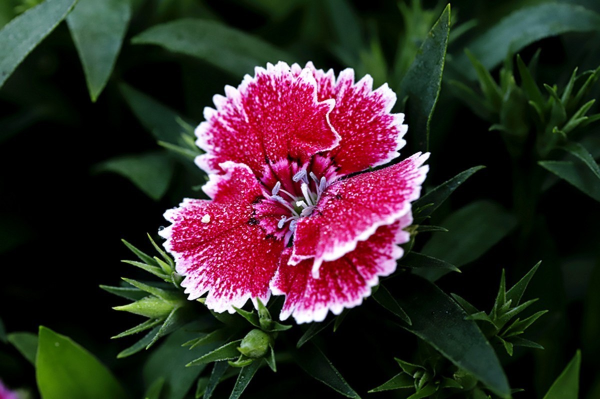 平平淡淡石竹花