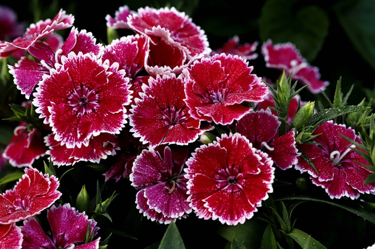 平平淡淡石竹花