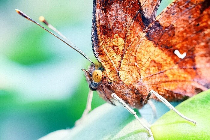 枯叶蝶 ~ 2010