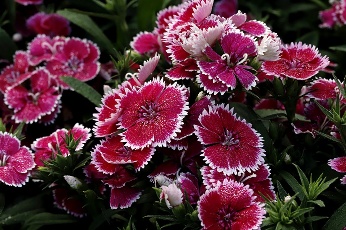 平平淡淡石竹花