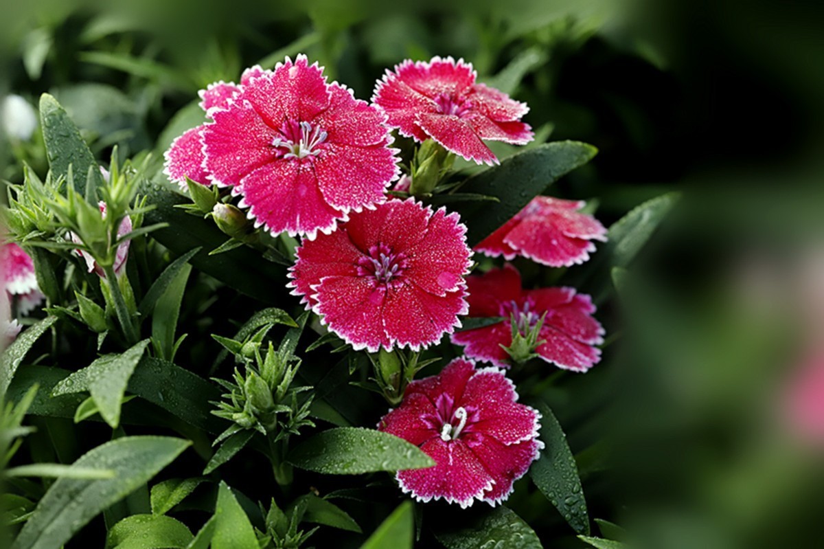 平平淡淡石竹花