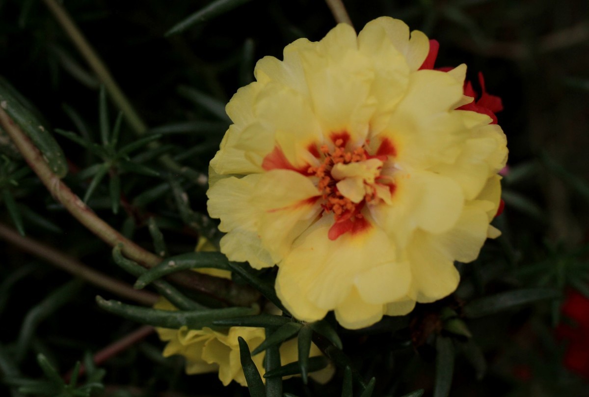 蚂蚱菜花