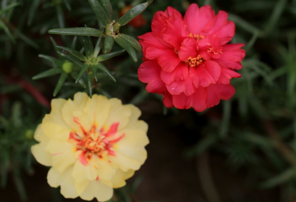 蚂蚱菜花怎么养殖 蚂蚱菜花怎么养殖的