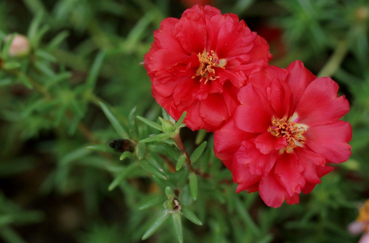 蚂蚱菜花