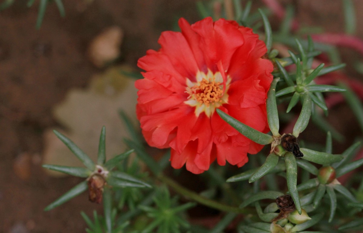 蚂蚱菜花