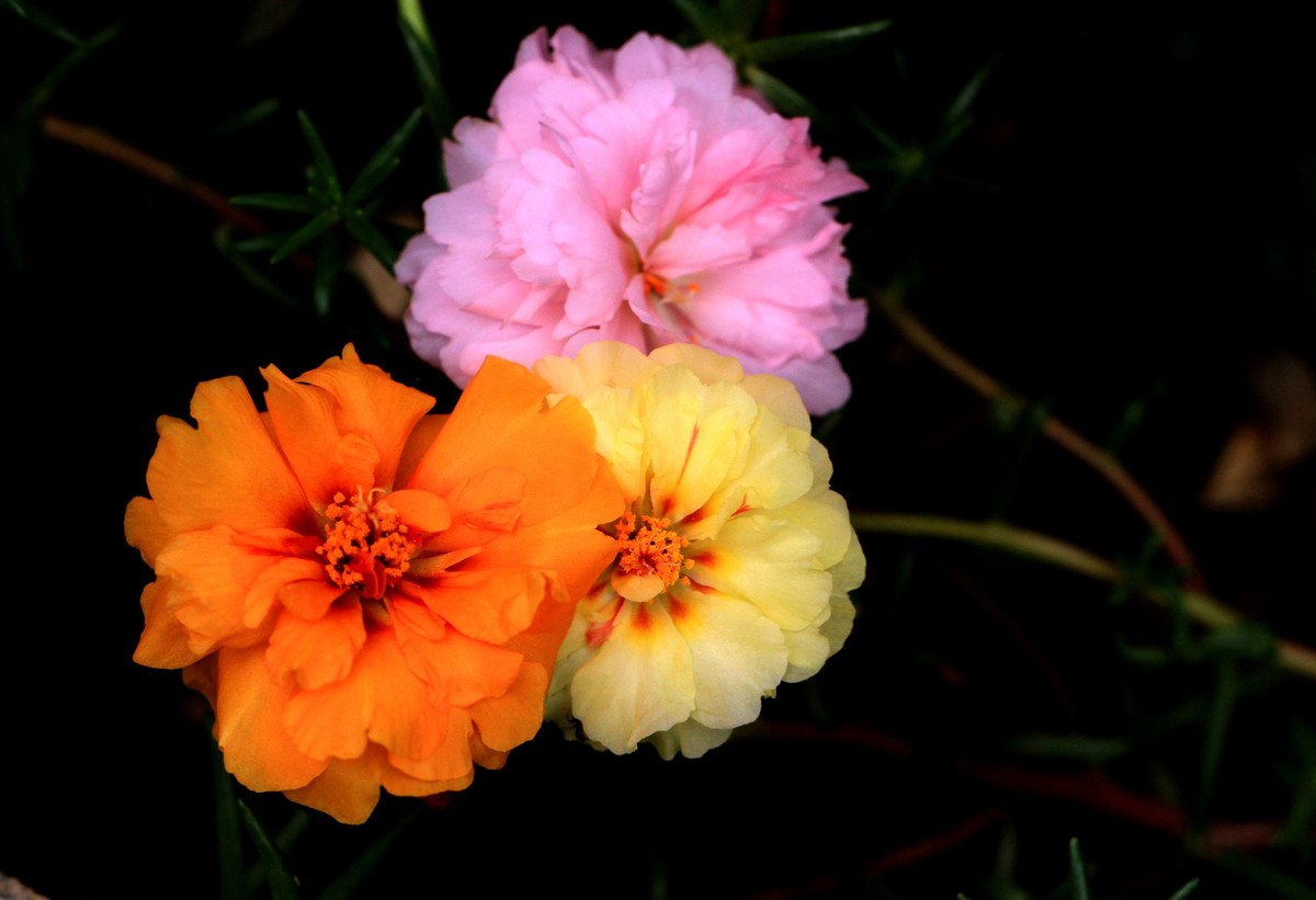 蚂蚱菜花