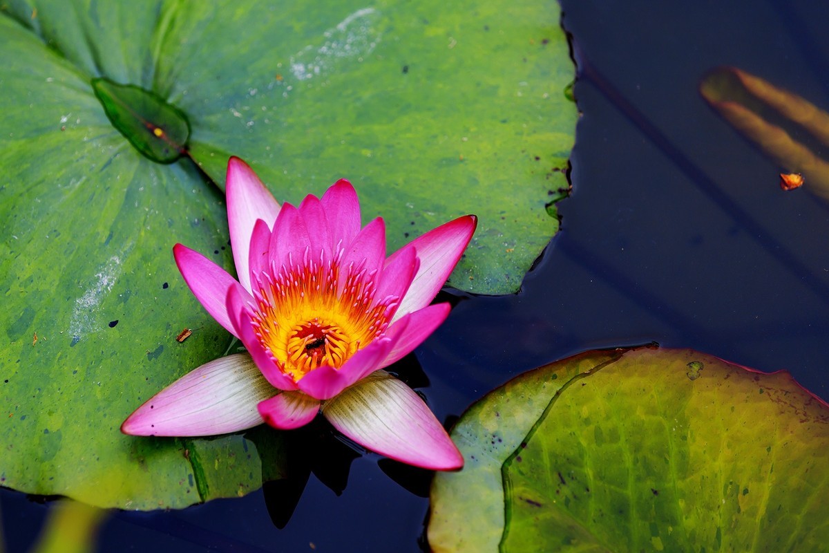 花城看花2021（7）：睡莲