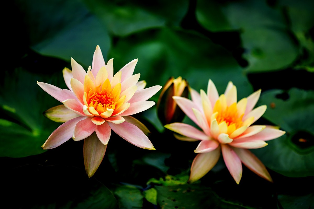 花城看花2021（7）：睡莲