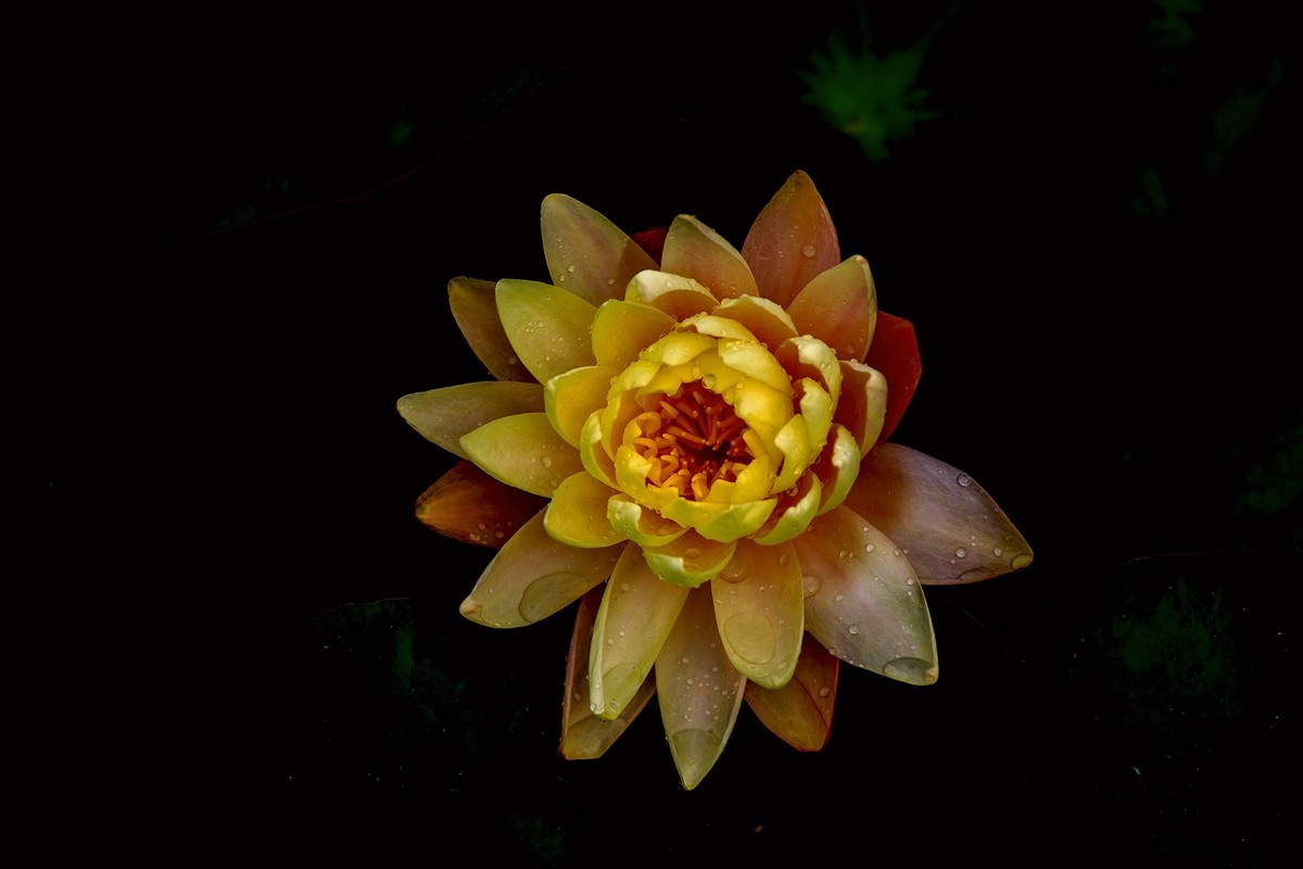 花城看花2021（7）：睡莲