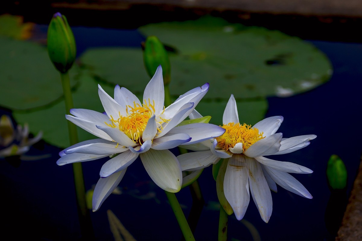 花城看花2021（7）：睡莲