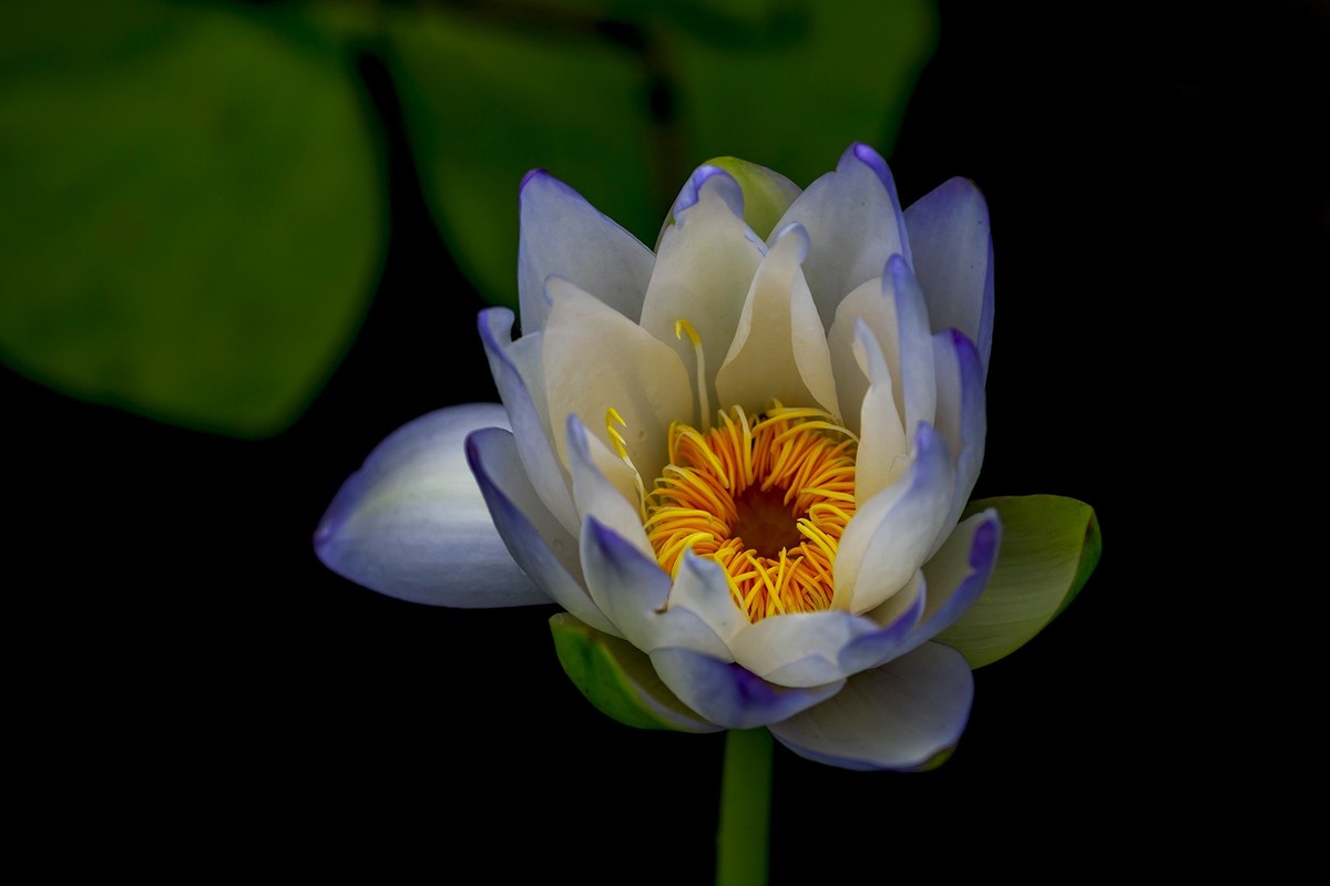 花城看花2021（7）：睡莲