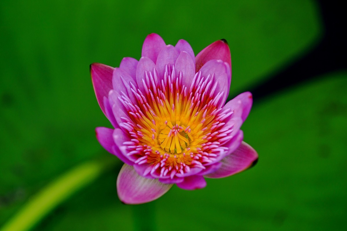 花城看花2021（7）：睡莲