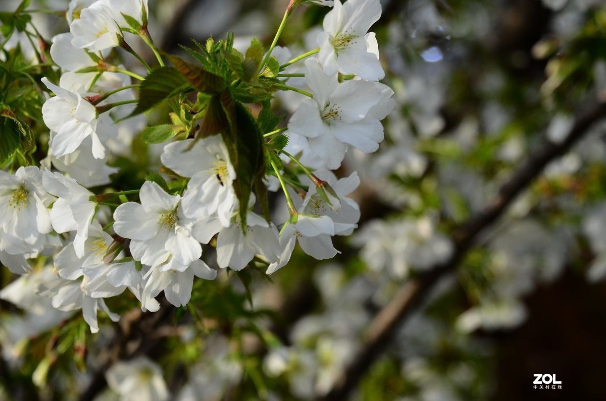 花卉系列【2370】