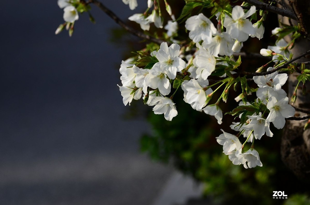 花卉系列【2370】