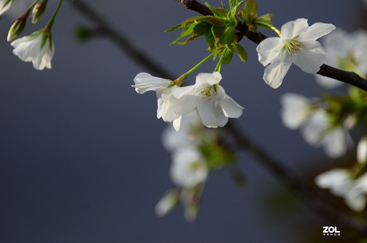 花卉系列【2370】