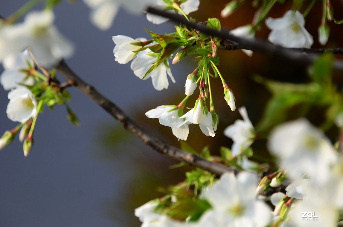 花卉系列【2370】