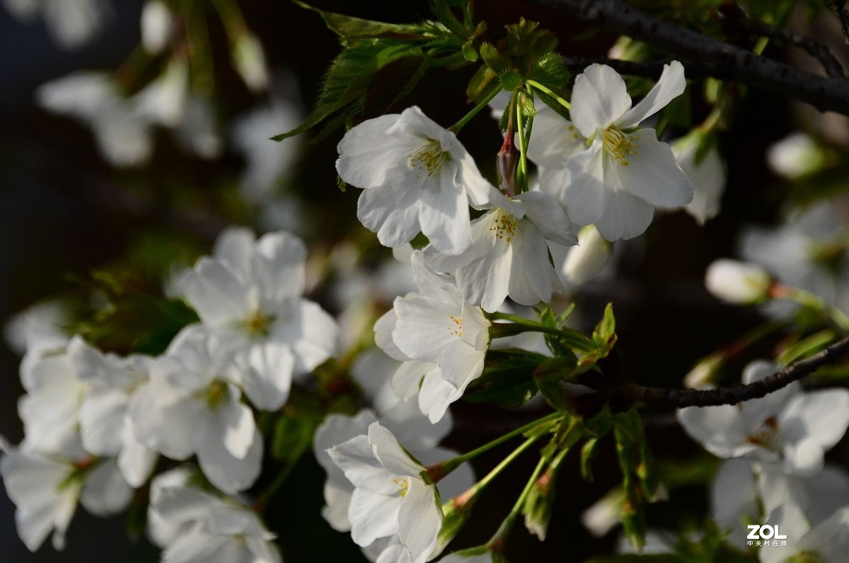 花卉系列【2370】