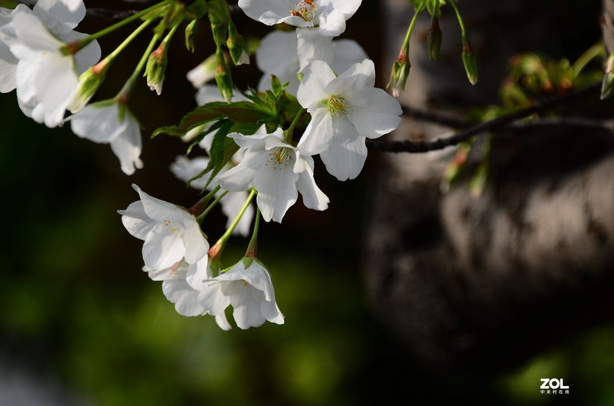 花卉系列【2370】