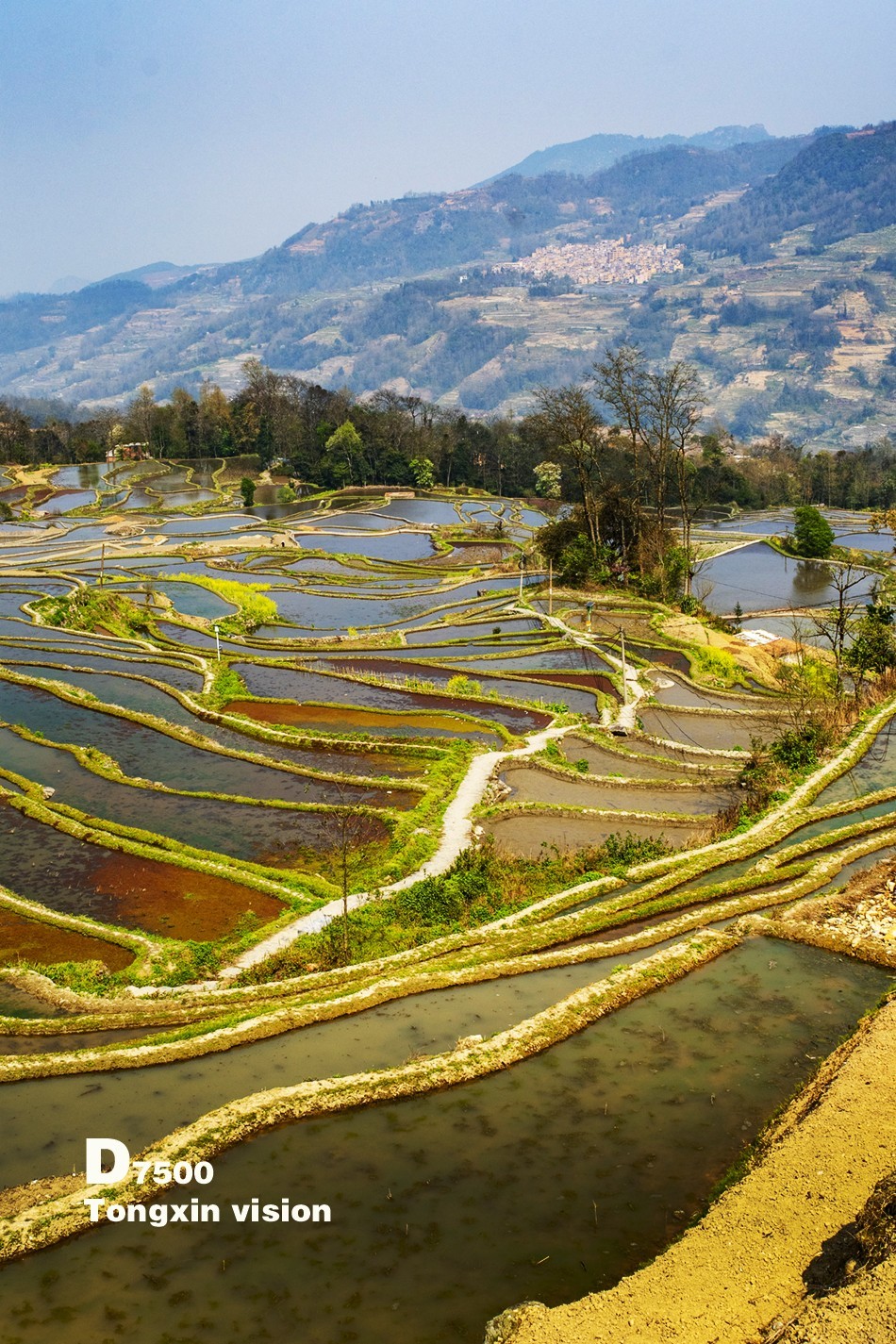 哈尼梯田(29)