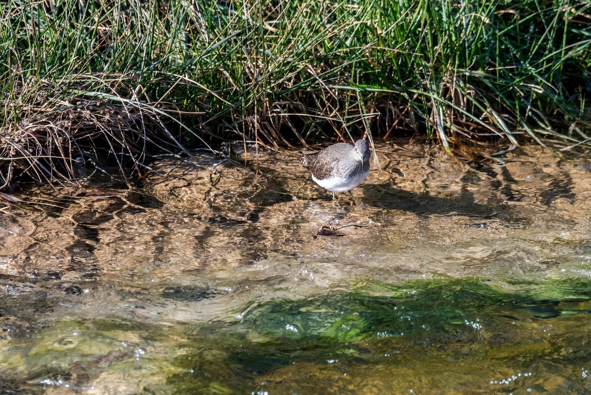 溪水旁的白腰草鹬（八）