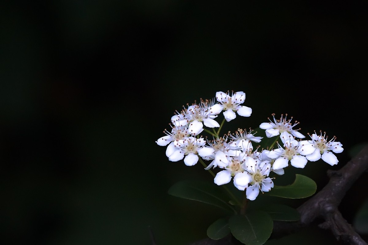 2021_拍花的季节57-中关村在线摄影论坛