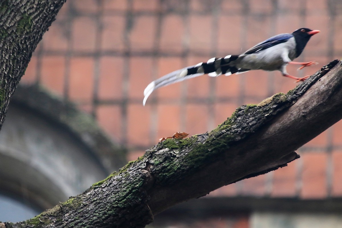 天冷在家阳台上拍鸟