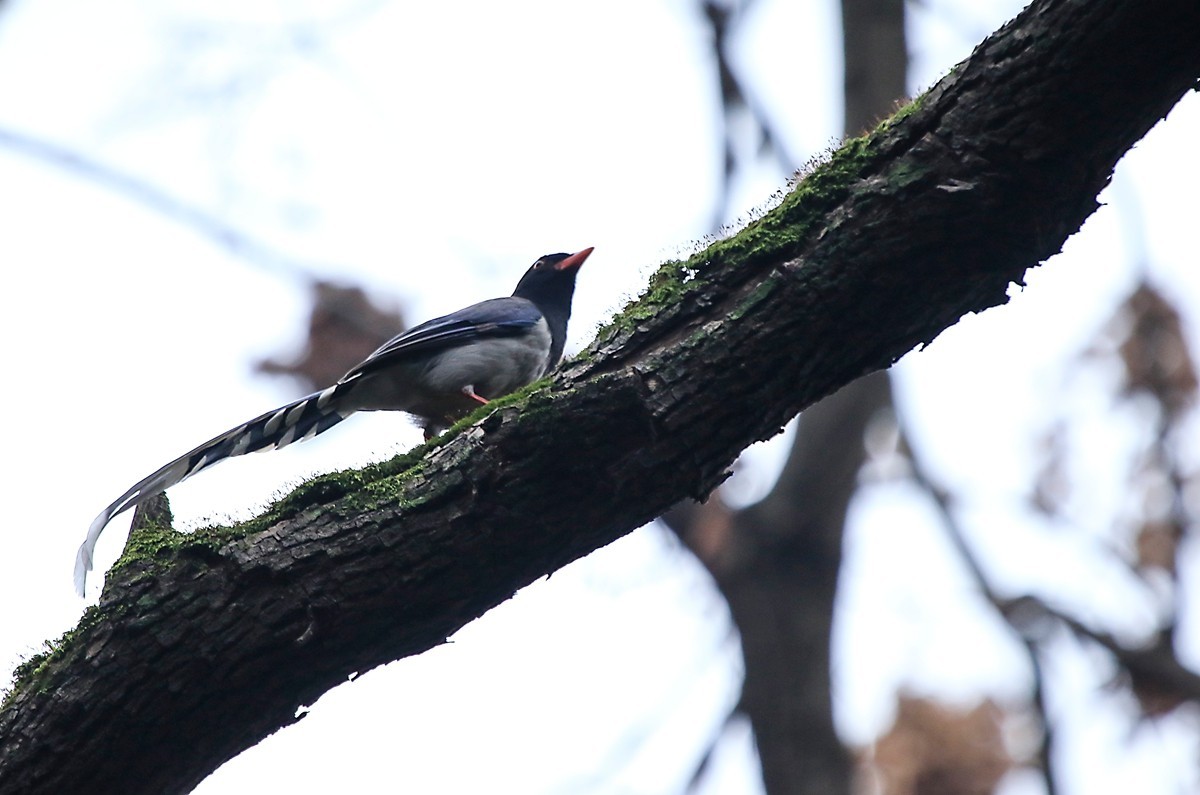 天冷在家阳台上拍鸟