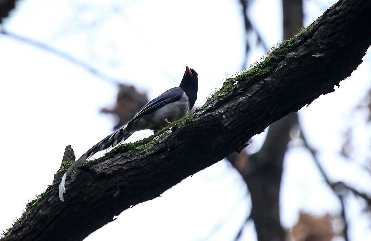 天冷在家阳台上拍鸟