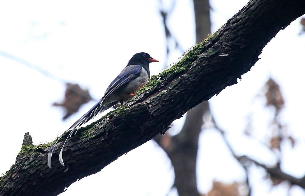 天冷在家阳台上拍鸟