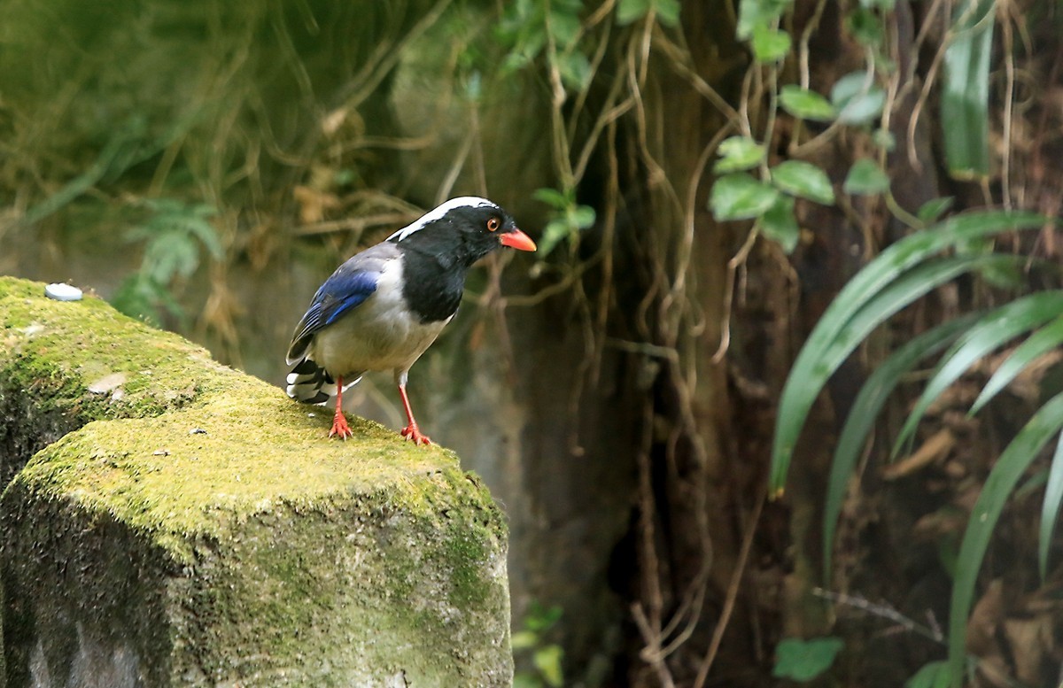 天冷在家阳台上拍鸟