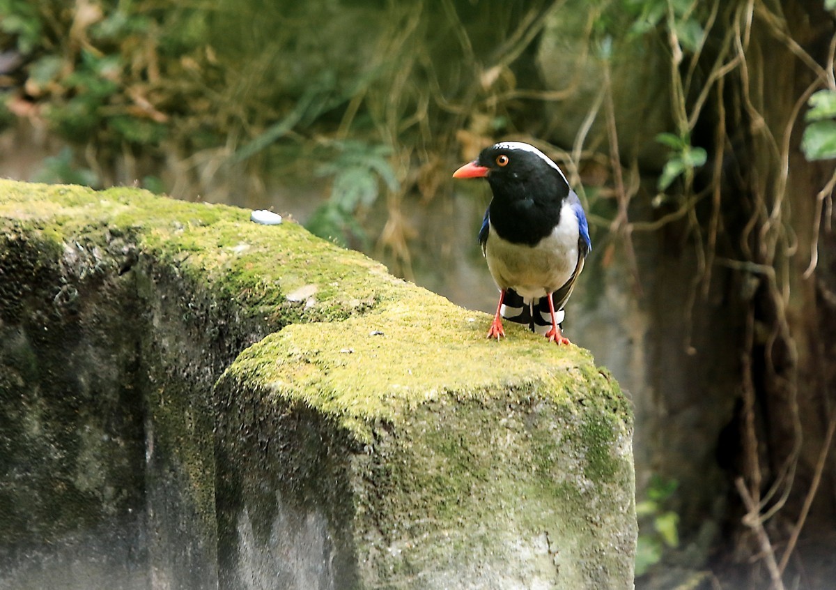 天冷在家阳台上拍鸟