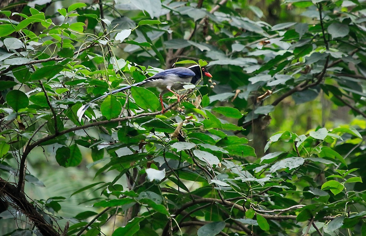 天冷在家阳台上拍鸟