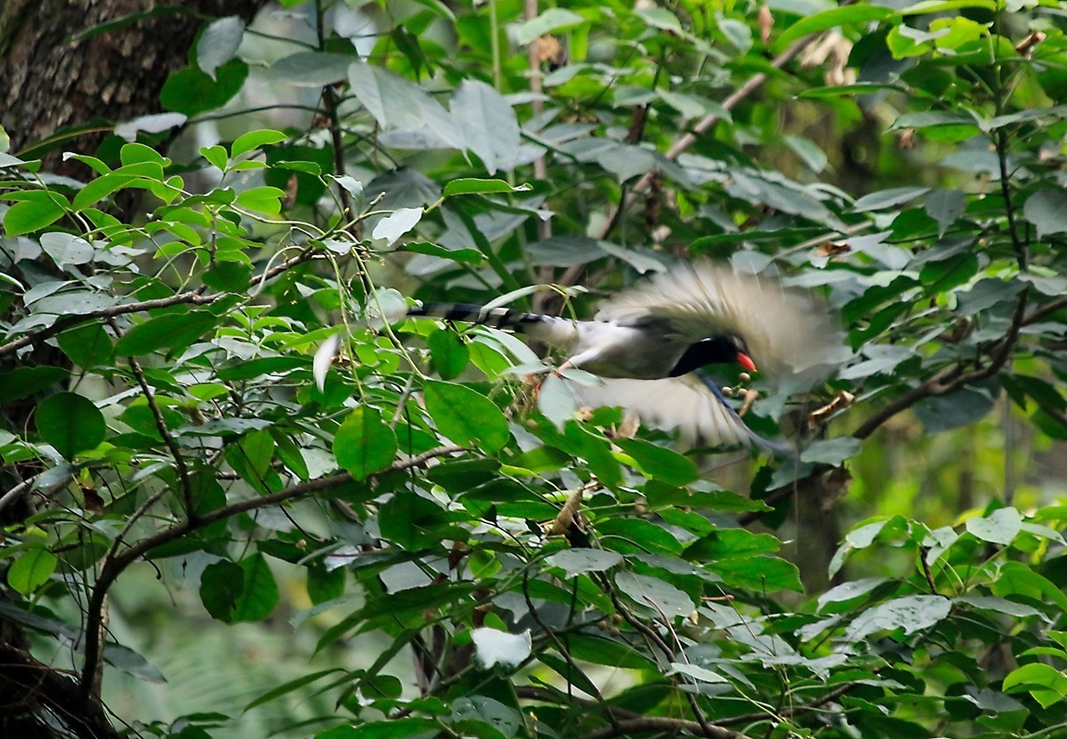 天冷在家阳台上拍鸟